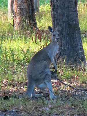 Känguru mit Baby im Beutel