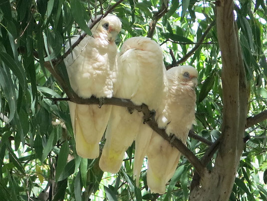 Der Gelbhaubenkakadu (Cacatua galerita) ist ein Papagei aus der Familie der Kakadus.