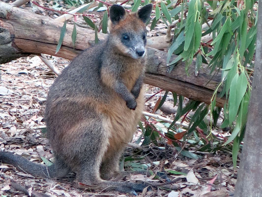 Als Wallabys werden mehrere kleine Arten aus der Familie der Kängurus (Macropodidae) bezeichnet.