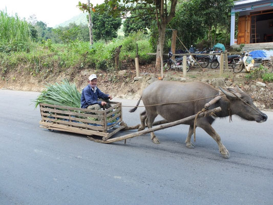 Warentransport auf dem Ho Chi Minh Pfad.