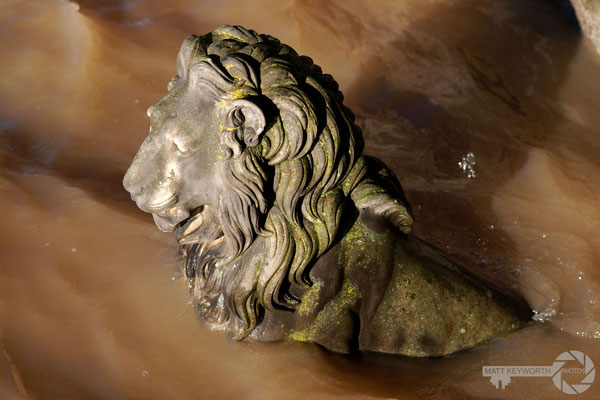 Drowning Lion