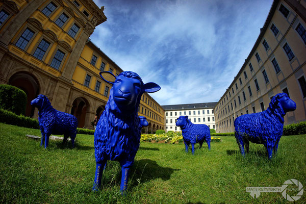 Blue Sheep of Peace