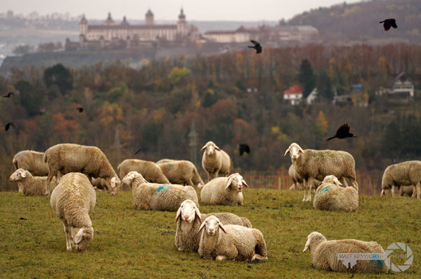 Würzherd