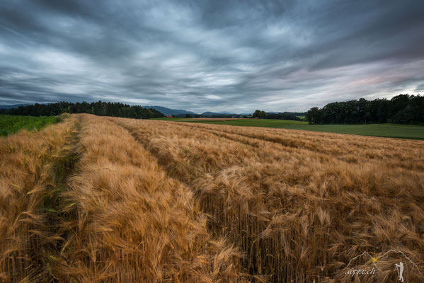 Dramatik über Kornfeld 3