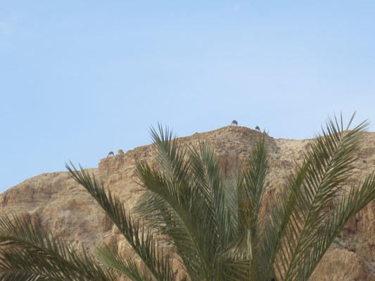 Camels above Qumran