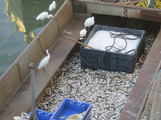 Egrets