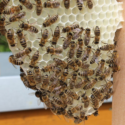 Bien Bienen