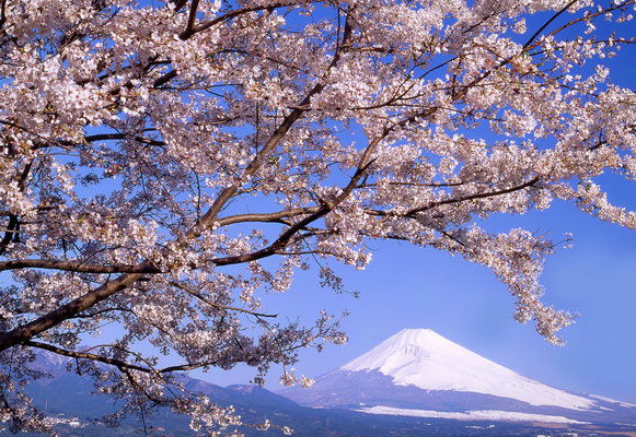 Pc壁紙 富士山 裾野市の富士山フリー素材です 裾野市観光協会公式ホームページ