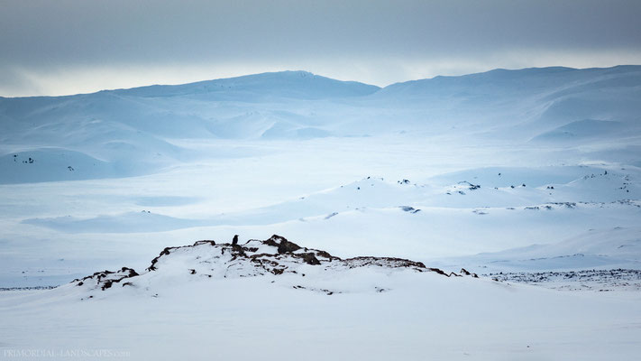 A raven accompanied us at Botni. Sigurðarskarð, the mountain pass that leads to Askja, in the background. 