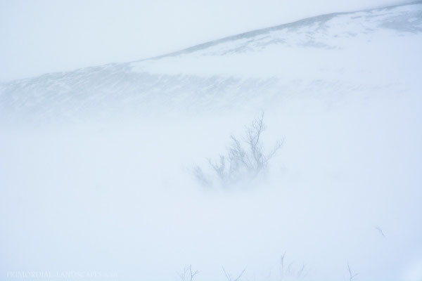 The weather was still dreadful but we looked forward to a warm hut and fresh food in the evening. We saw the first "bigger" plants appearing through the blowing snow with these wind battled scrubs.