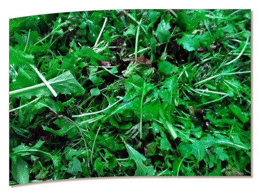 mesclun