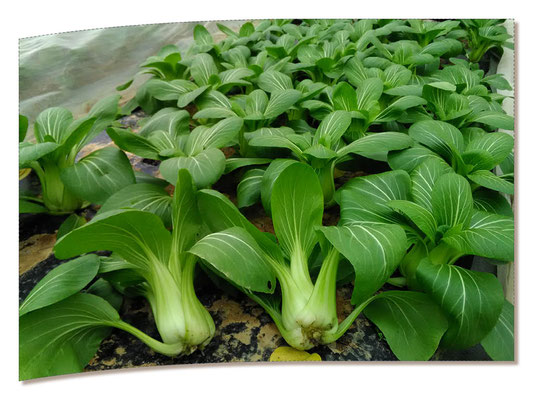 chou Pak Choi