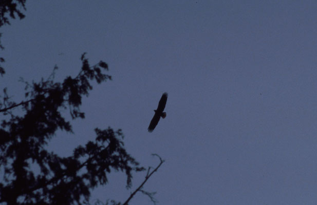 Weißkopf Seeadler