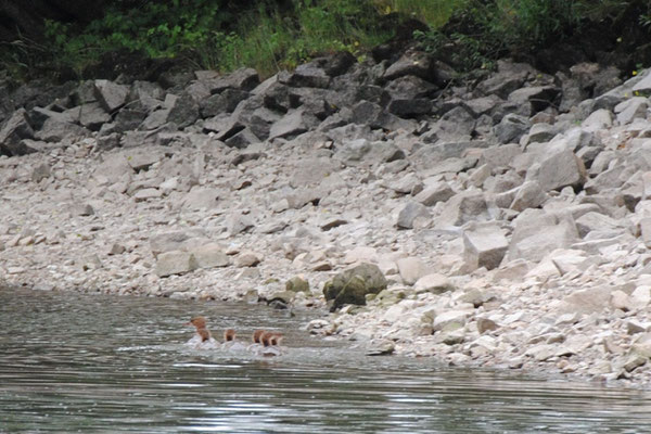 Eine Familie von Gänsesägern