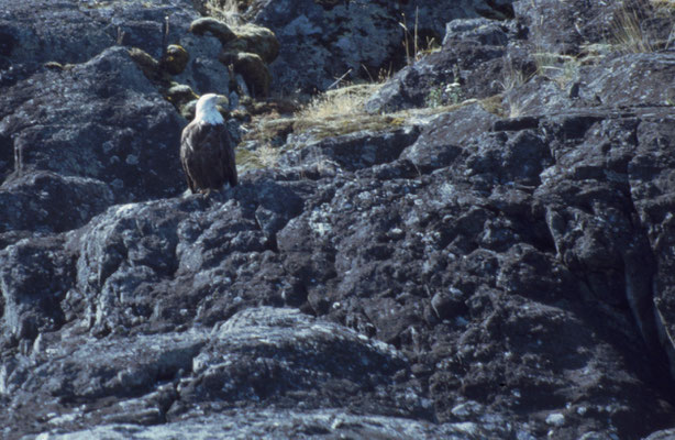 auch Seeadler sind regelmäßige Reisebegleiter