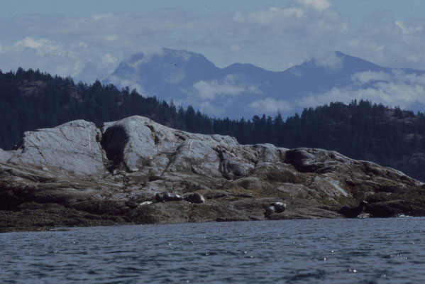 Im Hintergrund sieht man die dichten Nadelwälder der Küste und die Ausläufer der Rockies