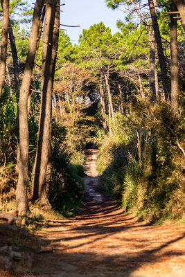 Weg zum Strand Camping Classe