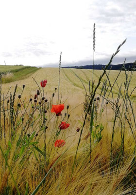 Mohn 1 - Zwischen Sielenbach und Raderstetten