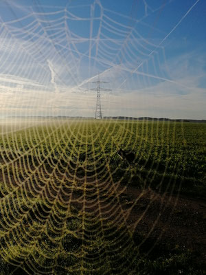 Stromnetz im Spinnennetz