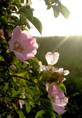 Wilde Rose  - in der Nähe des Sendemastens in Sielenbach