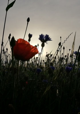 Mohn 2 - In der Nähe des Sendemastens in Sielenbach