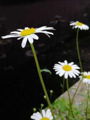 Margarite