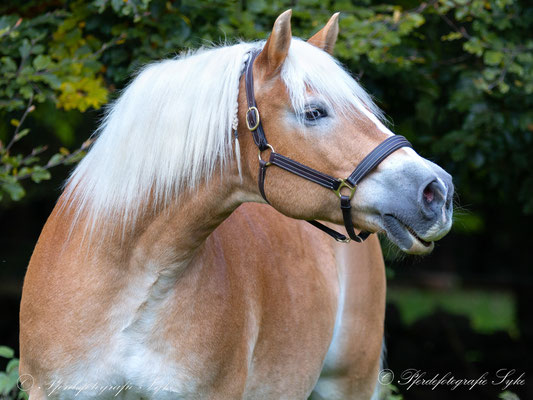 Haflinger Bäume