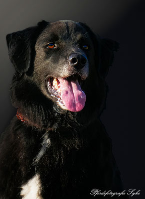 Pferdefotografie Syke schwarzer Hintergrund schwarzer Hund