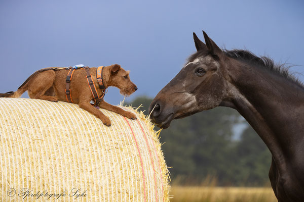 Hund und Pferd