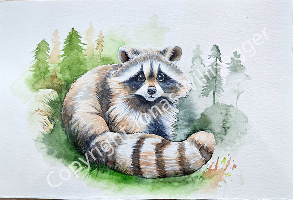 Waschbär, Aquarell