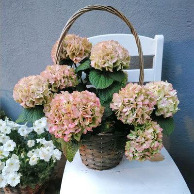 Im Hof laden Blüten die Gäste ein