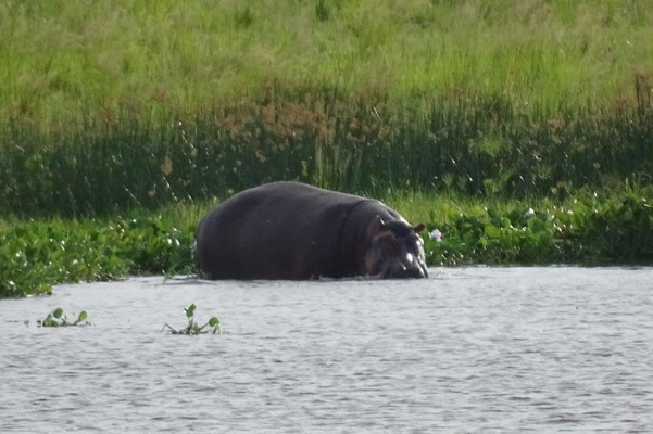 Ein Nilpferd oder Hippo