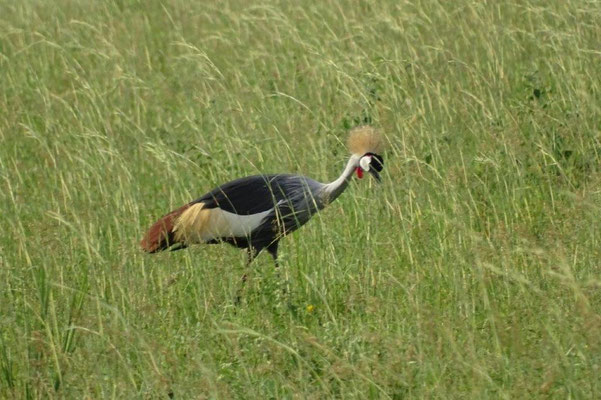 Der Nationalvogel von Uganda, der Kronenkranich