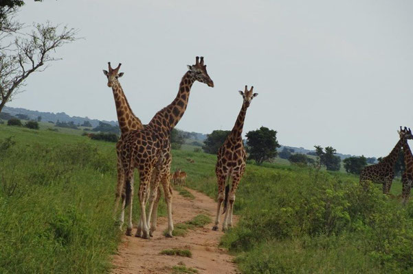 Giraffen haben nicht mehr Halswirbelsäulen wie andere Tiere, nur größere