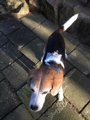 Beagle Hündin Watson