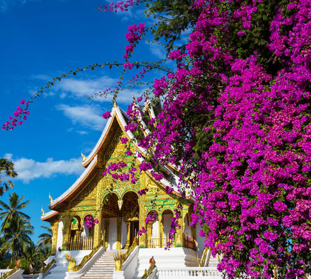 Tempel mit einem Sakurabaum