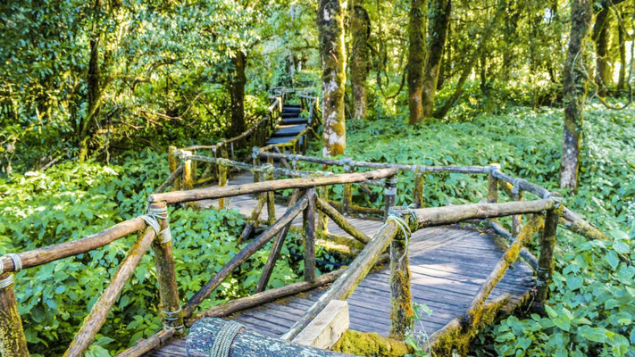 Wanderweg auf dem Doi Inthanon