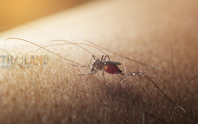 Anophelesmücke welche das Malariavirus dem Menschen überträgt