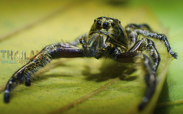 Hyllus-Spinne im Regenwald in Mae Hong Son