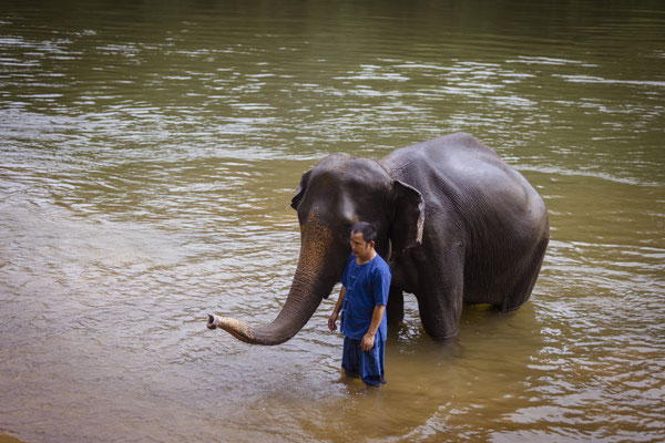 Ein Mahout badet seinen Elefanten im Fluß