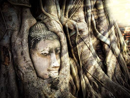 Wat Mahathat - Buddha-Kopf in Baumwurzeln Ayutthaya
