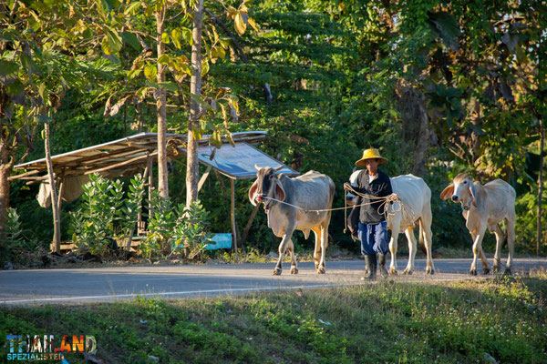 Umgebung in Phayao