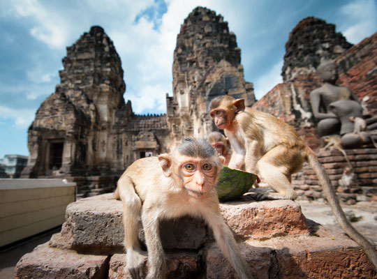 Freie Affen in der Stadt Lopburi