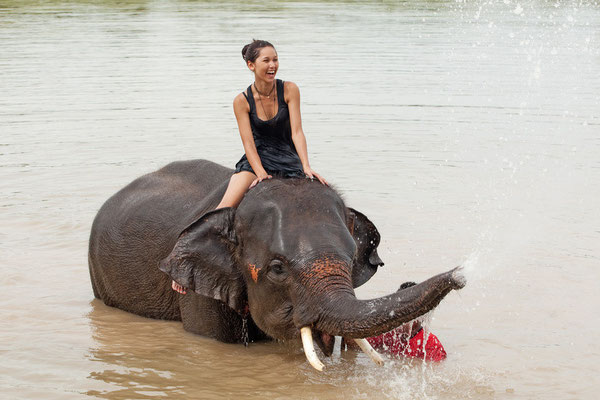 Elefanten Erlebnis in Chiang Mai