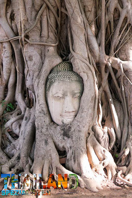 Buddha-Kopf in Baumwurzeln, Ayutthaya, Thailand-Rundreise