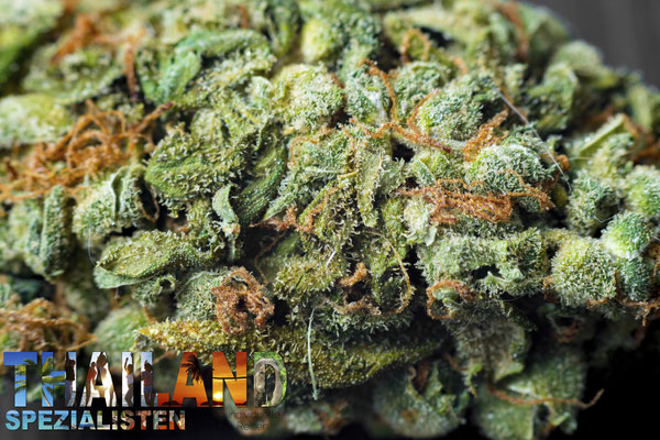 Alien Mint Weed