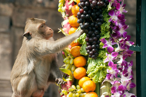 Monkey Buffet Festival in Lopburi