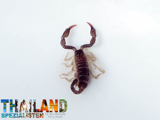 Skorpion mit Stachel im Thailand Urlaub