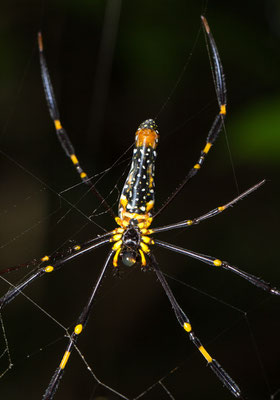 Nephila maculata - Webespinne Thailand