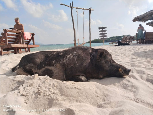 Ein großes schwarzes Schwein schläft entspannt im weißen Sand am Strand von Koh Madsum.